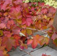 पतझड़ में पत्तियाँ अलग-अलग रंग की क्यों हो जाती हैं?