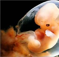 الحمل في الأسبوع: نمو الجنين وأحاسيس المرأة (الصورة)