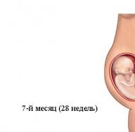 Seitsmes raseduskuu: lapse areng Milline loode on 7-kuuline