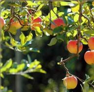 Kas õunte pealt on võimalik kaalust alla võtta ja kuidas neid kasutada Kas dieedil on võimalik rohelisi õunu süüa